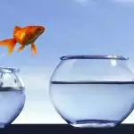 Migración web y SEO